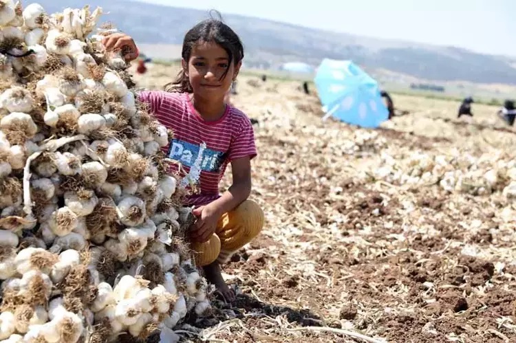 Gaziantep'te 10 bin tarım işçisiyle sarımsak hasadı başladı
