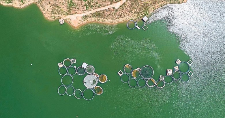 İç sulardan global pazara. Denizsiz kentten somon ihracatı