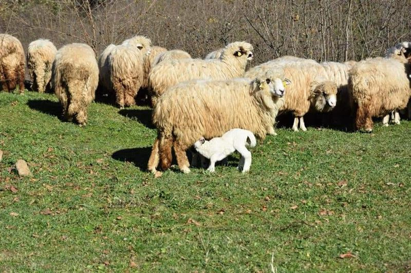 Ordu’da Yetiştiricilere Düve ve Koyun Dağıtıldı