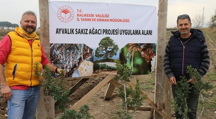 100 yıl sonra yeniden sakız ağacı toprakla buluşuyor