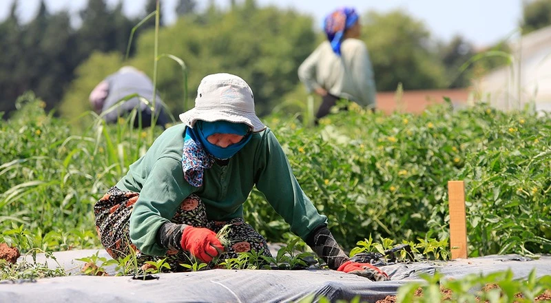 30 yıl önce 'uyutulan' tohumlar toprakla buluştu