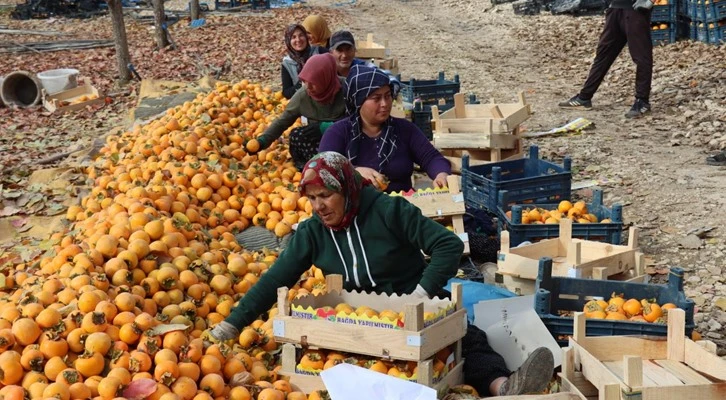 Adıyaman'da 'cennet hurması'ndan 7-8 bin ton rekolte bekleniyor