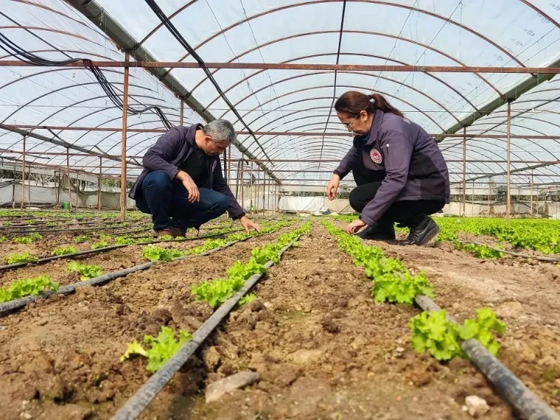 Akhisar'da tarım ekipleri sahada aktif çalışıyor