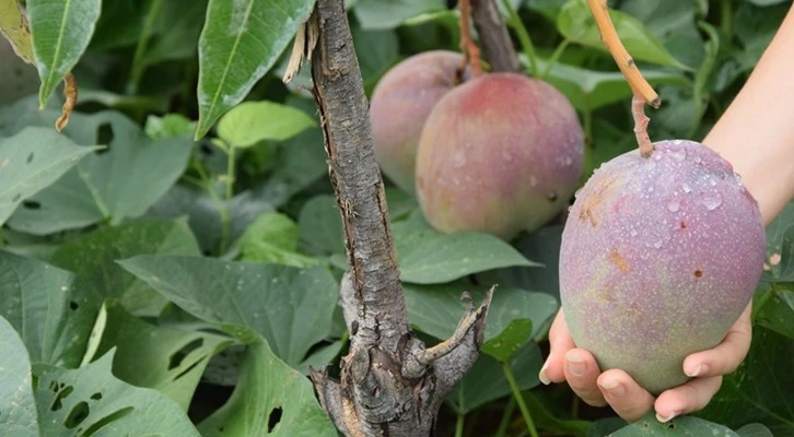 Alanya ilçesinde bir ağaçtan 190 bin lira gelir