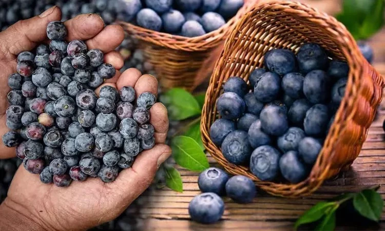 Alanyalılar İçin yaban mersini tarımın altın meyvesi