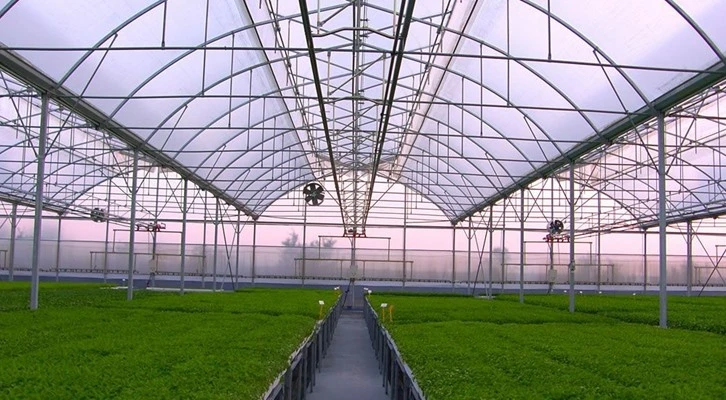 ''Amacımız küresel ölçekte seracılık cazibe merkezi haline gelmek''