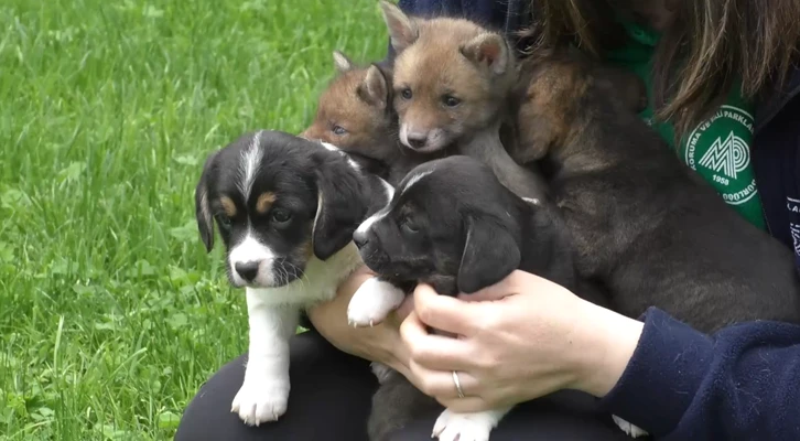 Annelik 'Doğa'larında var