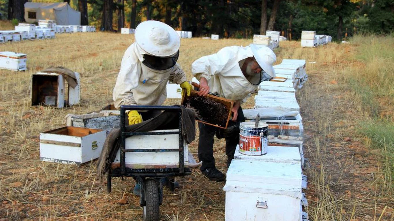 Arıcılara ‘Erken bahar’ uyarısı
