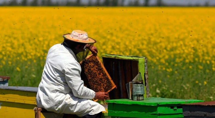 ''Arıcılarımıza kovan başına 15 lira, ana arı başına 80 lira destek sağlıyoruz''