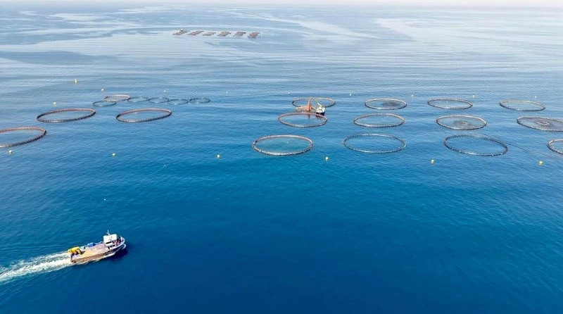 Arsuz’da su ürünleri hasat zamanı