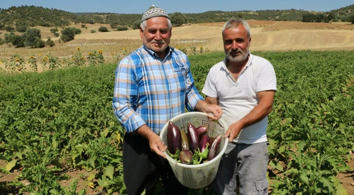 Asırlık ata tohumu ile patlıcan üretiyorlar: Tadı kuzu etine benzetiliyor