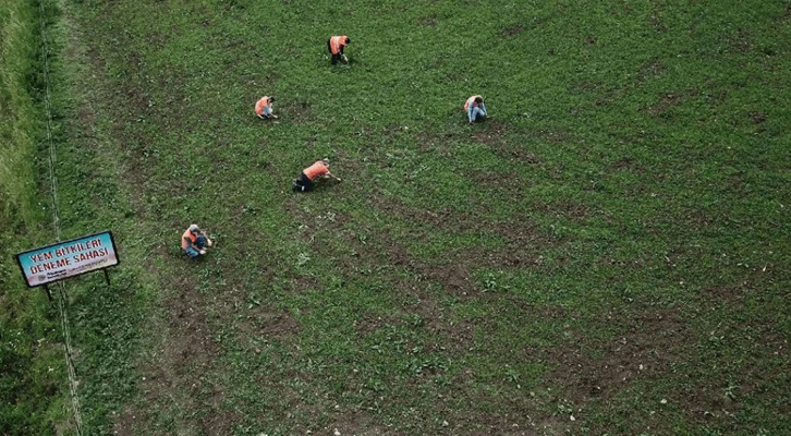 Atakum'da atıl tarım arazisi Yem Bitkisi Deneme Sahası'na dönüştürüldü
