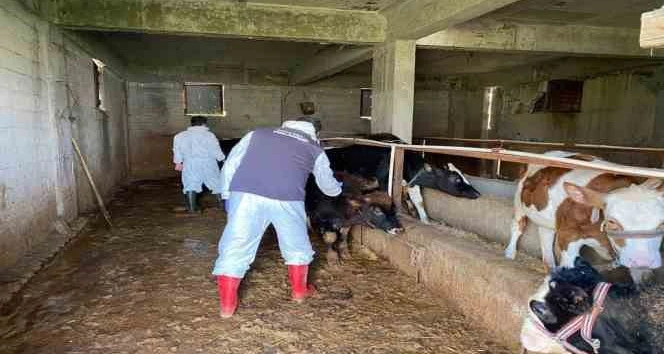 Aydın İl Tarım ekipleri deprem bölgesindeki çalışmalarını sürdürüyor