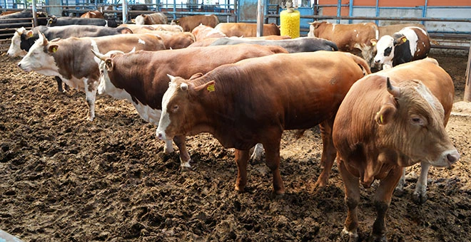 Ayhan: "Türkiye’de hayvancıların yüzde 95’i ruhsatsız çalışıyor"