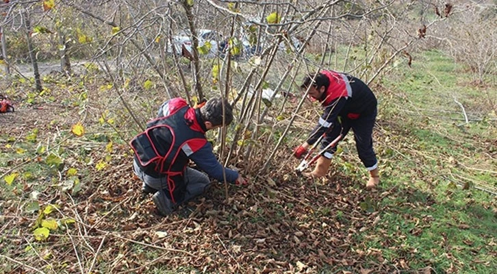 Samsun Bafra'da fındık budama eğitimi