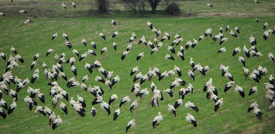 Baharla sıcak bölgelere göçe başlayan leylekler Domaniç'te konakladı