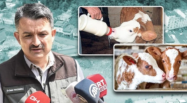 Bakan Pakdemirli; “8 Milyon 152 Bin TL Buzağı Desteği Giresunlu üreticilerimize hayırlı olsun’’