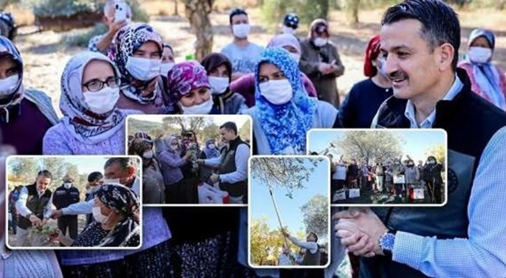 Bakan Pakdemirli kadın çiftçilerle zeytin hasadına katıldı