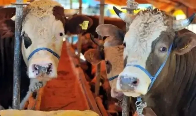 Bakanlık, kurbanlık sevkine ilişkin kuralları belirledi