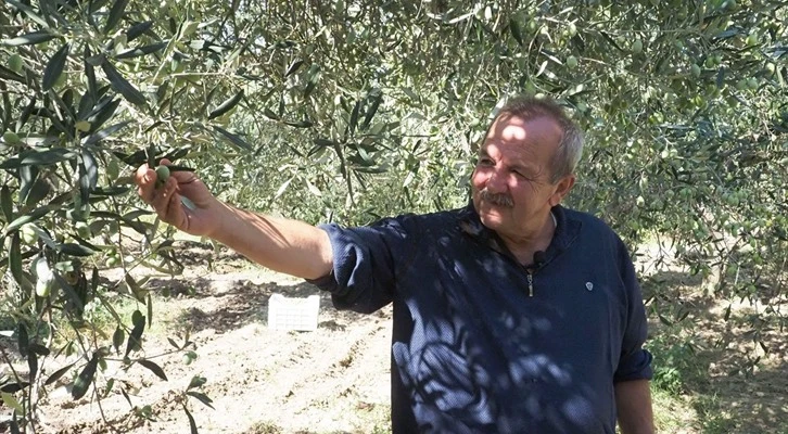 Balıkesir ilinde zeytin toplayıcılığında binlerce kişi istihdam ediliyor