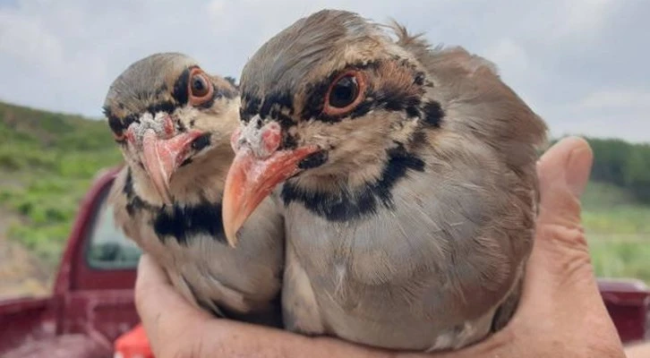 Bandırma'da 250 kınalı keklik doğaya salındı