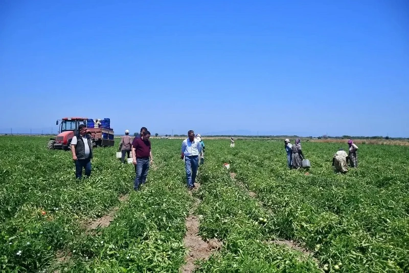 Biga'da ilk domates sevkiyatı Bozlar Köyü'nden başladı