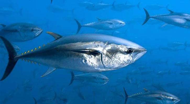 Bu yıl ülkemizde 2 bin 305 ton orkinos avlanabilecek