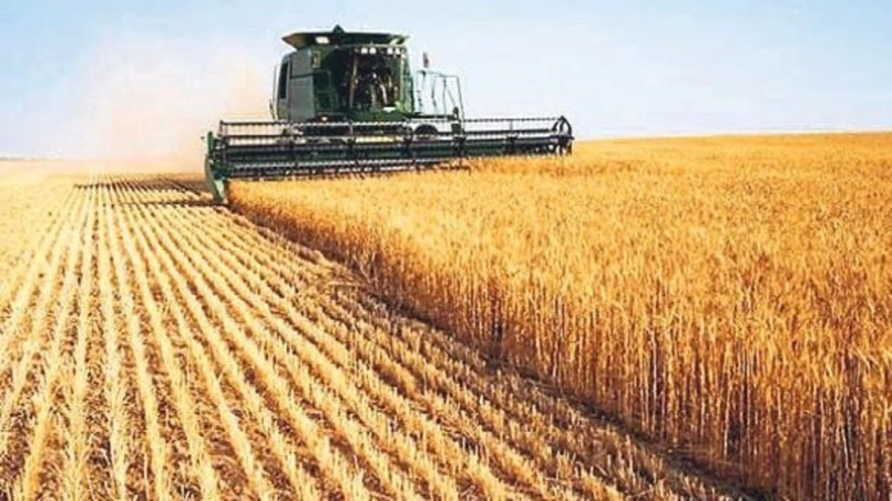 Buğday üretiminde artış: Türkiye'de tarım sektörüne olumlu yansımalar