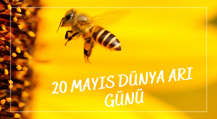 Bugün 'Dünya Arı Günü'