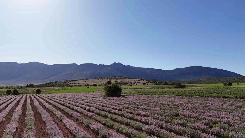 Burdur’da adaçayları çiçek açtı, tarlalar mora büründü