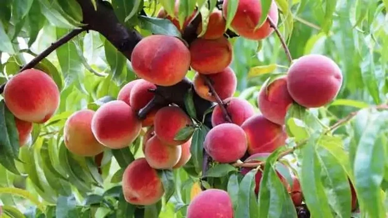 Bursa Şeftalisi, AB’den coğrafi işaret tescili aldı