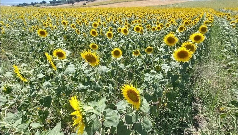Bursa'nın tarım cenneti Karacabey ovası sarıya büründü