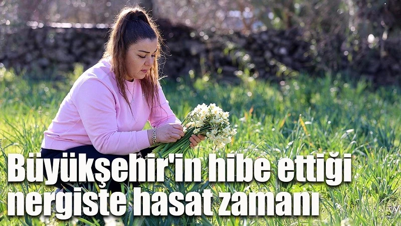 Büyükşehir’in hibe ettiği nergiste hasat zamanı