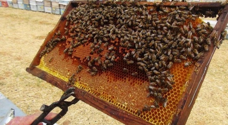 Çam balının da küresel iklim değişikliği vurdu