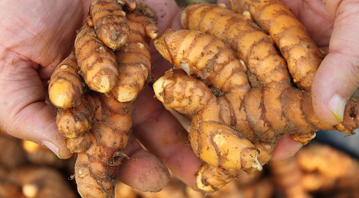 Çiftçinin yeni umudu 'zerdeçal' yüzleri güldürüyor