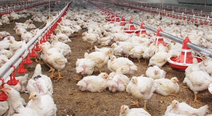 “Çin’e ilk kez kanatlı eti ve ürünleri ihracatı başladı”