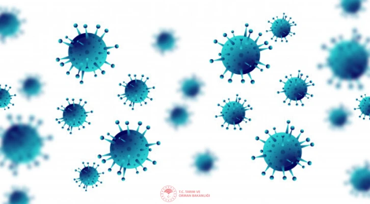 COVID-19 Anti-Serumu için önemli bir adım daha atıldı, hayvanlar üzerinde denemelere başlanıyor