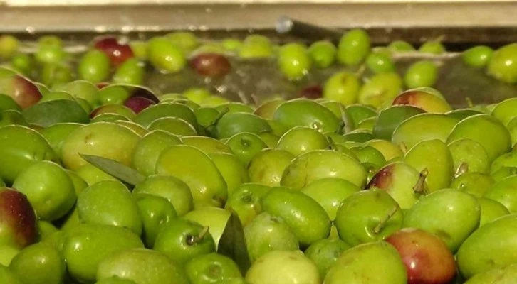 Daha kaliteli zeytinyağı için erken hasat