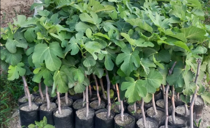 Dalaman'da 11 mahallede incir fidan dağıtımı yapıldı