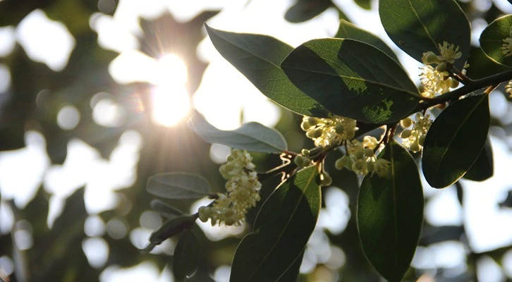 Defne üretimi ile orman köylüsüne 115 milyon lira ekonomik katkı sağlandı