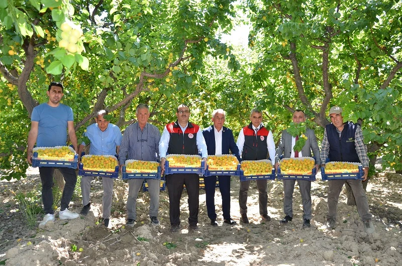 Denizli’de erkenci kayısıların hasadına başlandı