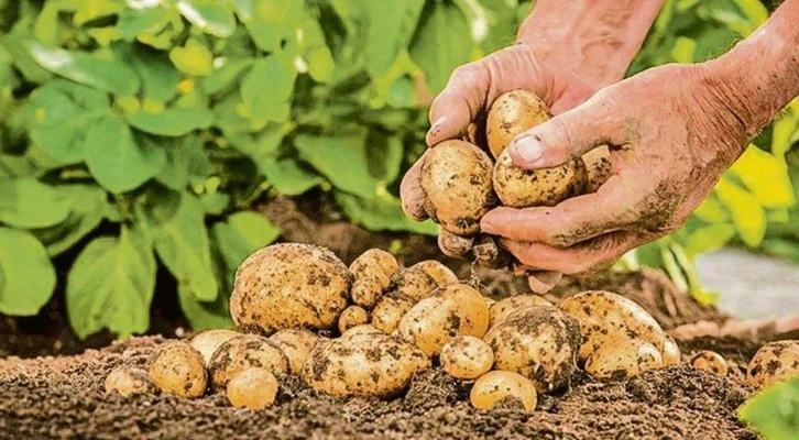 Doğu Anadolu'nun patates havzasından ekonomiye 800 milyon lira katkı