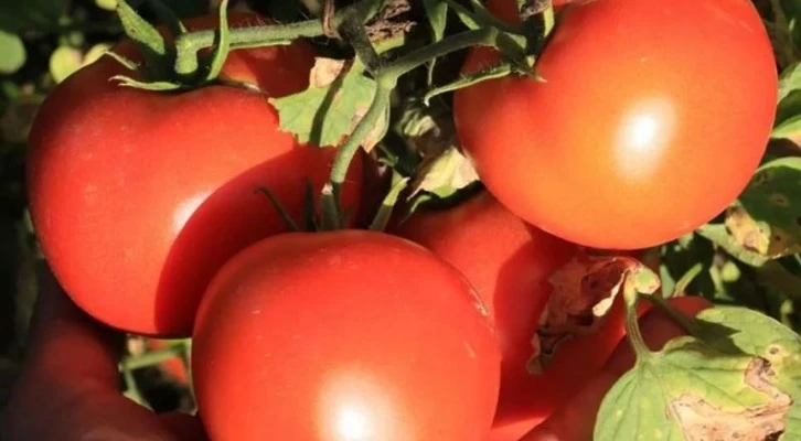 Domates için talep üstüne talep geliyor