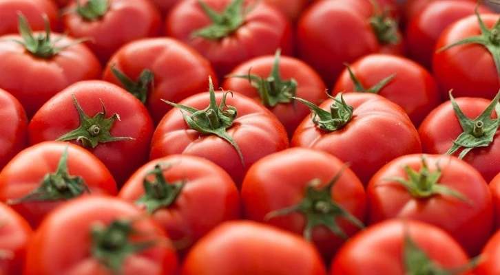 Domatesleri çürüten virüse karşı yerli tohum