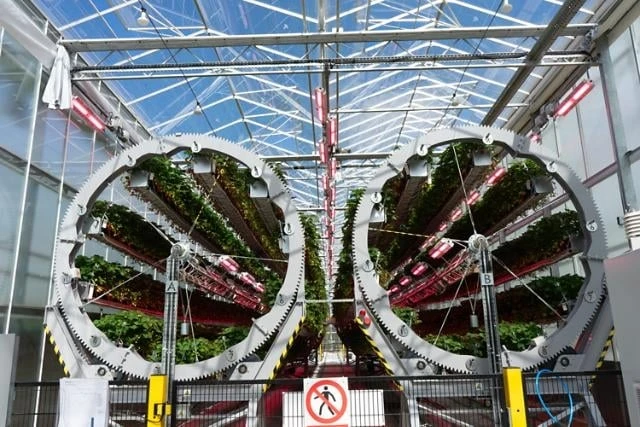 Dyson Mühendisleri Teknoloji Atılımıyla Çilek Verimini %250 Artırdı