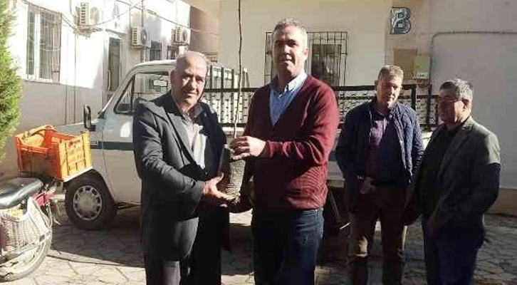 Efelerli üreticilere 5 bin 768 adet incir fidanı dağıtıldı