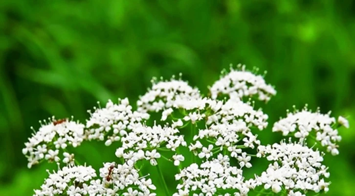 En fazla üretim Konya'da, en fazla ihracat Hollanda'ya