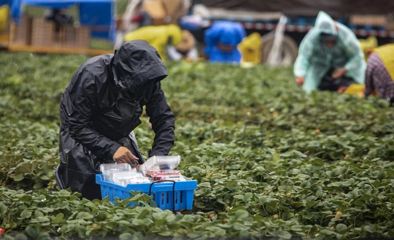 En hızlı büyüyen mesleklerin başında tarım işçisi var