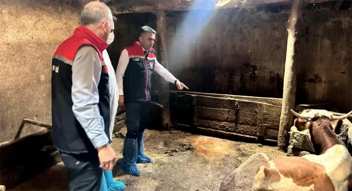 Erzurum Tarım Müdürlüğü’nden şap seferberliği