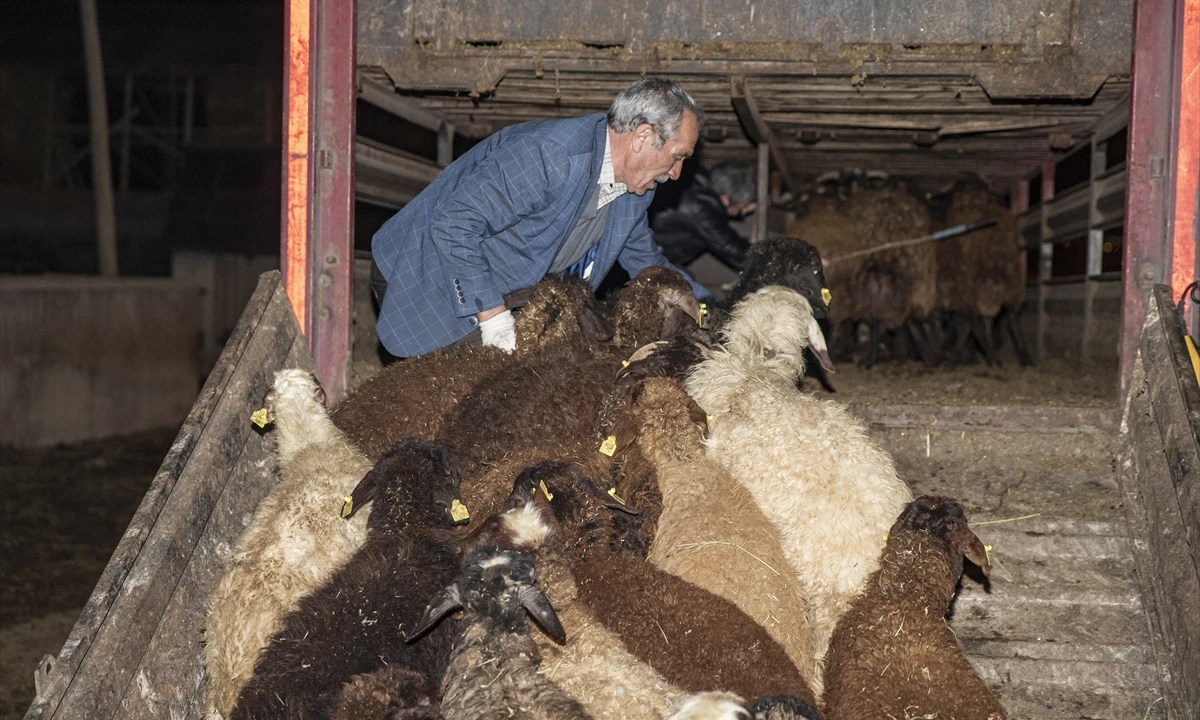 Erzurum'dan depremin vurduğu Hataylı besicilere 212 küçükbaş hayvan desteği